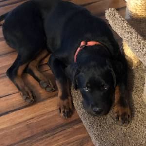 Meet your Posher, Melissa